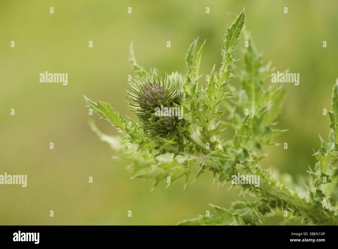 Chardon frisé (Carduus cripus) Banque D'Images