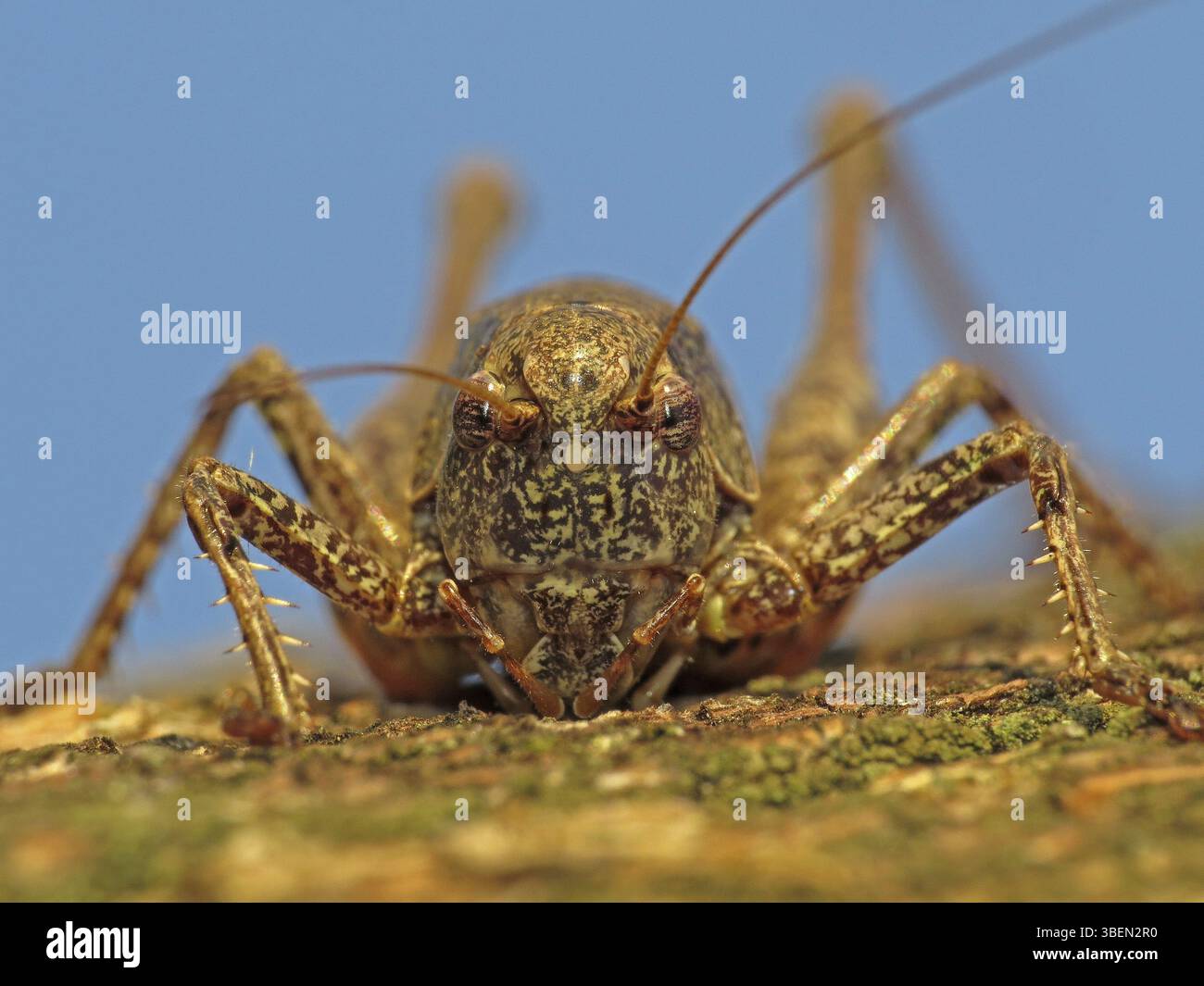 The bush-cricket (Pholidoptera griseoaptera) Banque D'Images