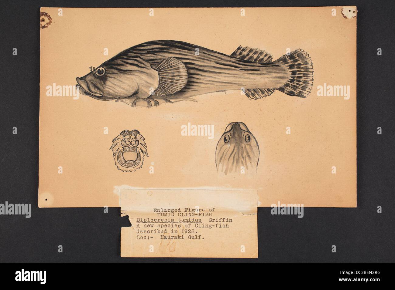 Cette illustration de L. T. Griffin, datant de 1928, représente l'espèce de poissons-griffes nouvellement décrite Diplocrepis tumidus, également connu sous le nom de poisson-griffe Tumid. Le dessin, créé à l'encre de Chine et au lavage, montre les poissons de la région du golfe d'Hauraki en Nouvelle-Zélande. L'œuvre fait partie de la collection du musée d'Auckland et mesure 234 x 148 mm. Banque D'Images