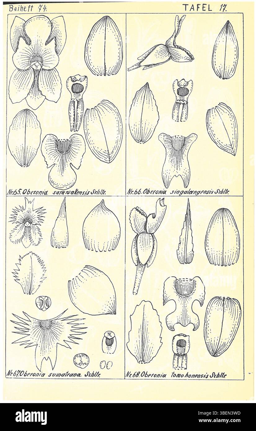 Rudolf Schlechter a illustré en 1934 quatre espèces d'orchidées : Oberonia sarawakensis, Oberonia singalangensis, Oberonia stenophylla et Oberonia tomohonensis. Ces espèces sont originaires de diverses régions d'Asie du Sud-est et sont représentées dans des dessins botaniques détaillés. Banque D'Images