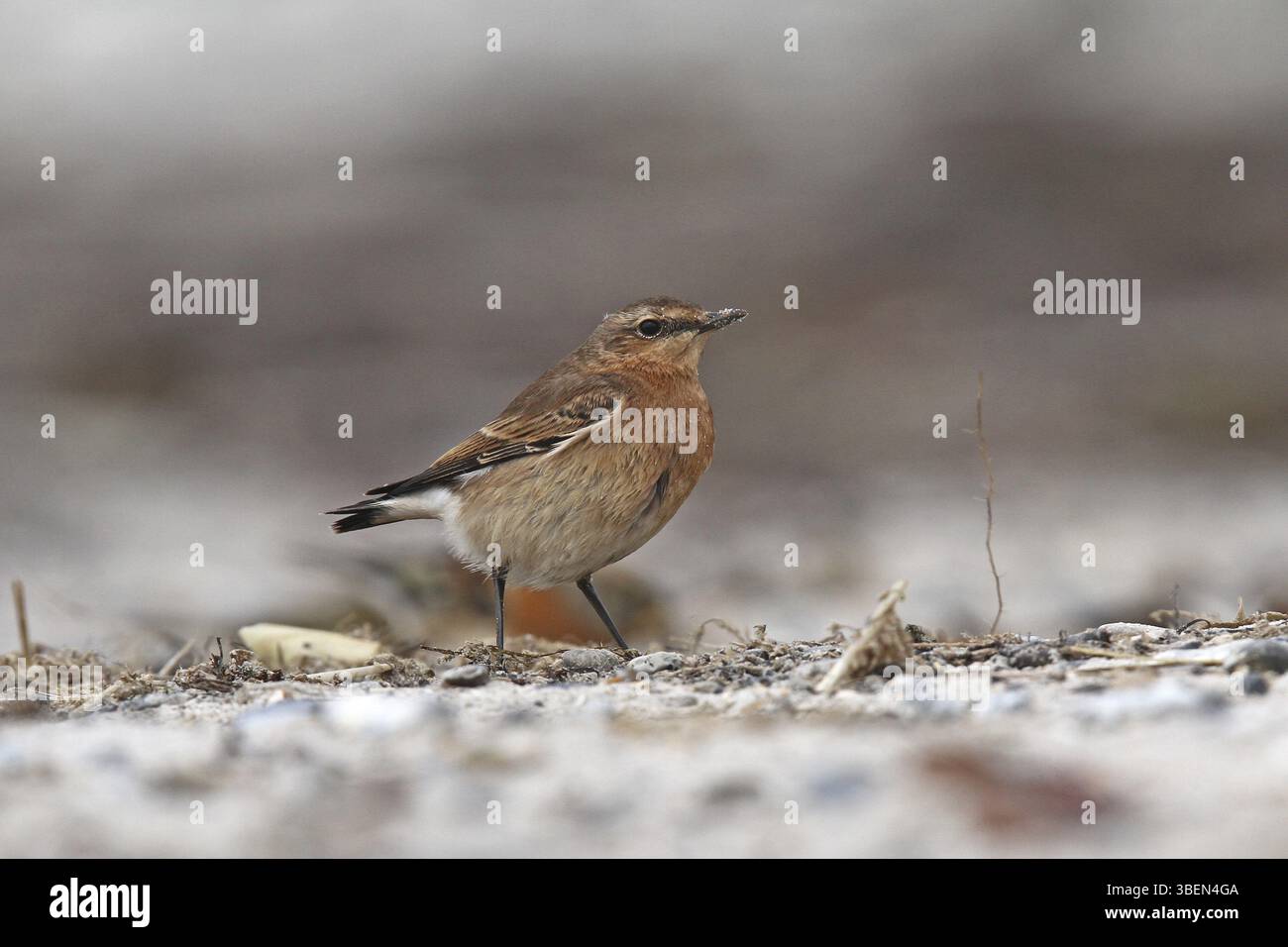 Traquet motteux (Oenanthe oenanthe) Banque D'Images