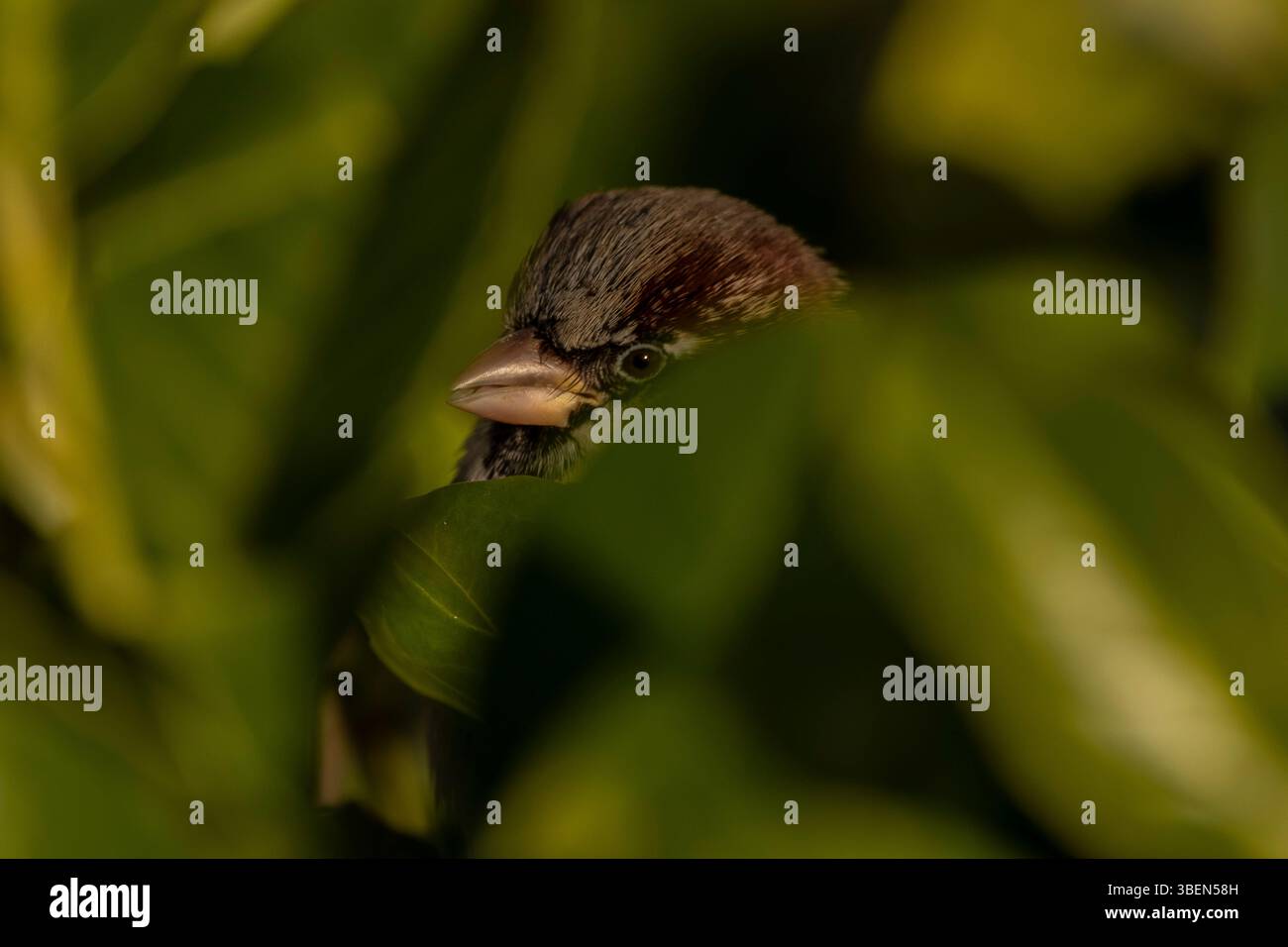 Un moineau est un petit oiseau adaptable que l'on trouve couramment dans les zones urbaines et rurales, connu pour son gazouillis joyeux et son comportement social Banque D'Images