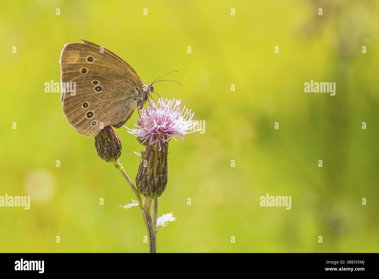 Oiseau des bois brun papillon Banque D'Images
