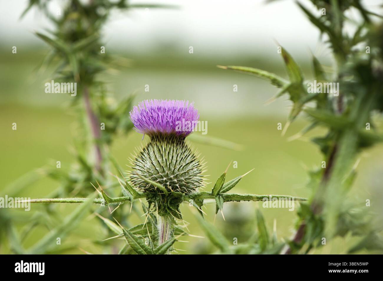 Chardon laineux (Cirsium eriophorum) Banque D'Images