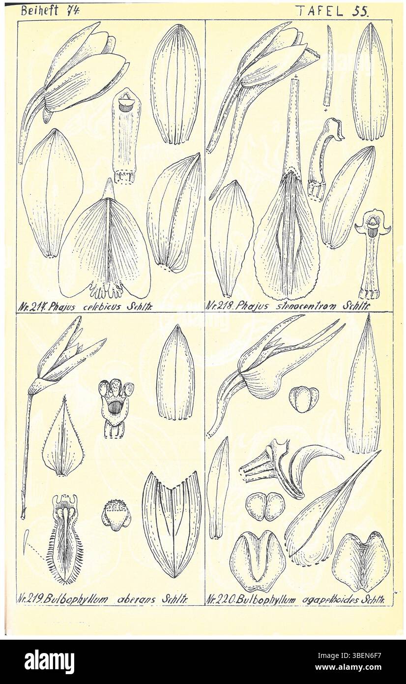 Cette plaque tirée de 'Bluetenanalysen neuer Orchideen' (1934) de Rudolf Schlechter illustre des orchidées indiennes et malaisiennes, mettant en valeur son analyse botanique détaillée. Le travail met en évidence les diverses espèces d’orchidées que l’on trouve dans ces régions. Banque D'Images