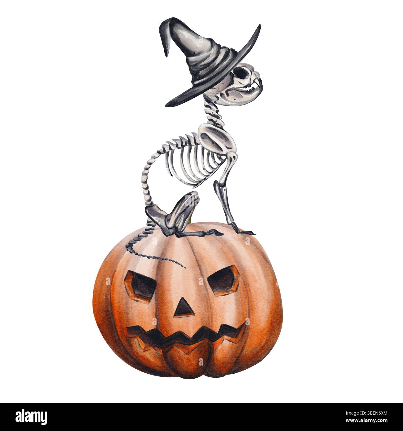 Squelette animal assis sur la citrouille. Squelette de chat en chapeau de sorcière. La tête de Jack. Décoration d'Halloween. Illustration aquarelle sans fond. Dessin à la main. Banque D'Images