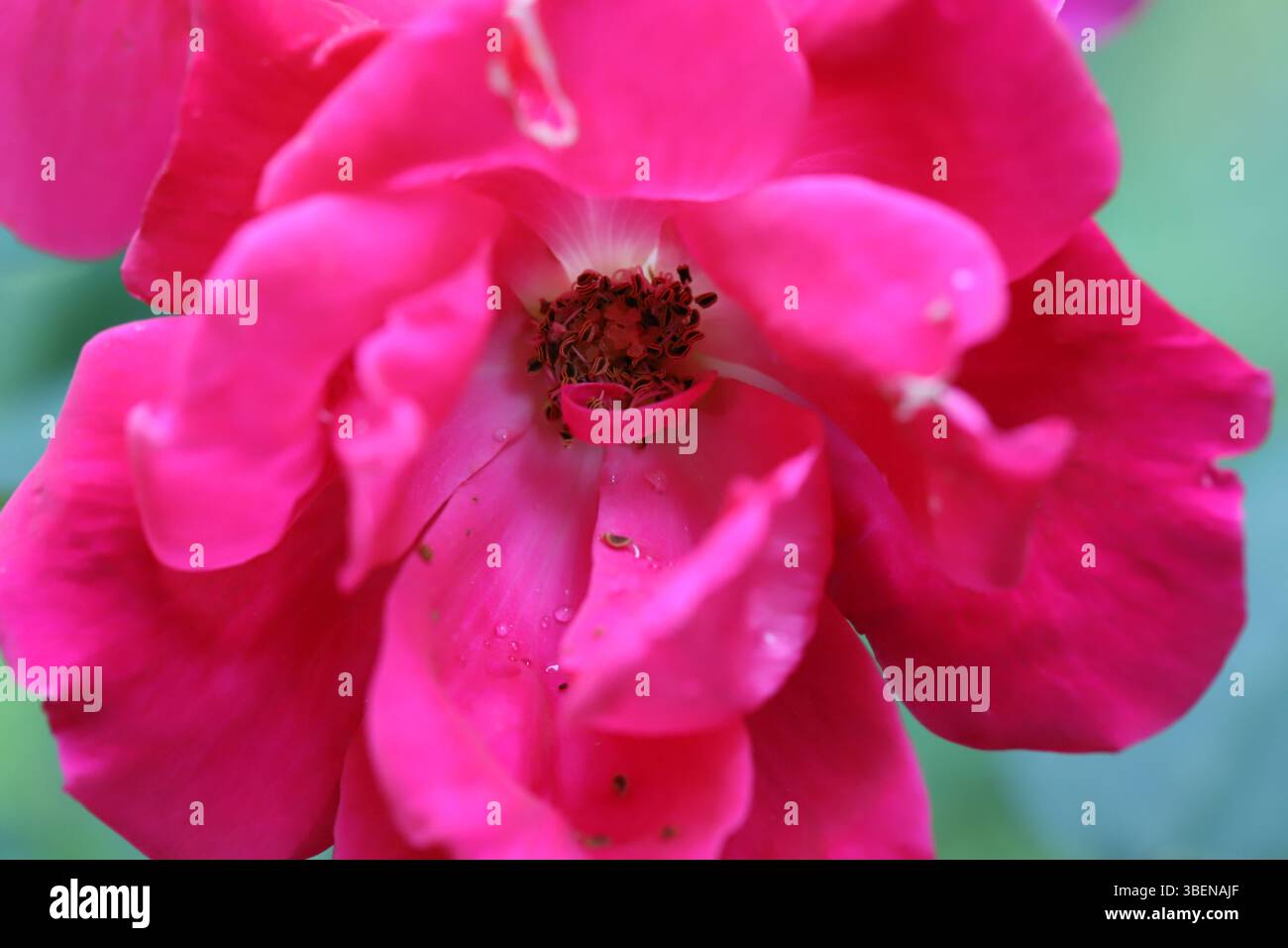 Gros plan de rose en fleurs avec accent sur l'étamine à l'intérieur de la fleur Banque D'Images