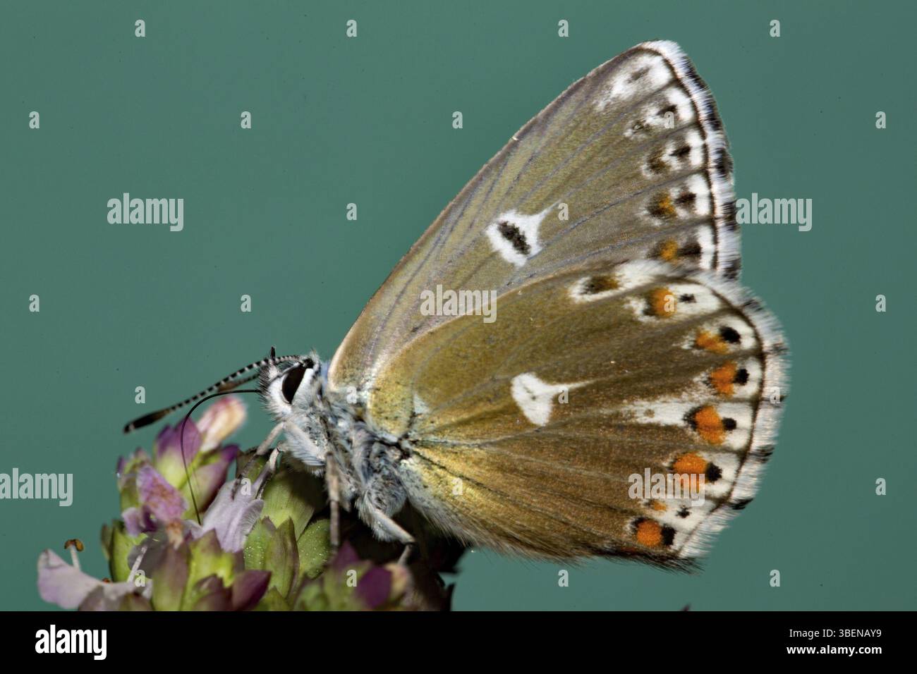 Cranesbill Bleu (Aricia eumedon) Banque D'Images