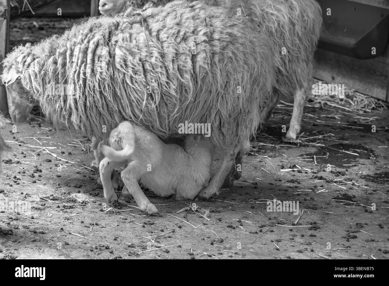 Mouton de la forêt (Ovis aries), agneau allaité avec sa mère, parc de gibier, Bavière, Allemagne, Europe Banque D'Images