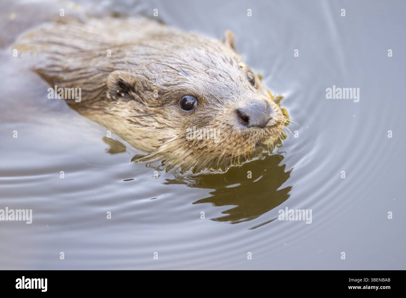 Loutre eurasienne (Lutra lutra) nageant dans l'eau, Hesse, Allemagne, Europe Banque D'Images