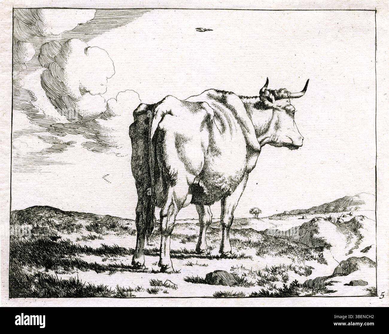 Cette œuvre de Marcus de Bye, créée entre 1639 et 1690, représente une vache vue de derrière. La peinture met en valeur l'accent de l'artiste sur la représentation naturaliste des animaux, un thème commun dans le baroque néerlandais Banque D'Images
