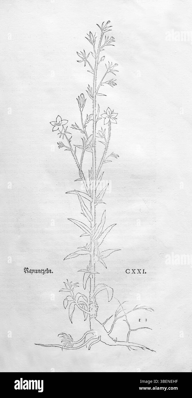 Chausson de Raiponce (Campanula rapunculus), gravé sur bois par Leonhart Fuchs, de New Kreueterbuch, neues Kraeuterbuch, Michael Isingrin, Bâle, Suisse Banque D'Images