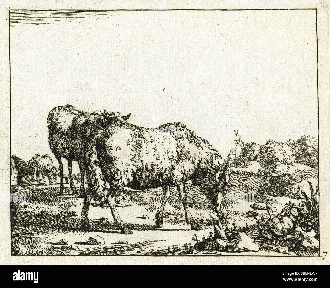 Cette œuvre de Marcus de Bye (1639–1690) présente un mouton en deux poses, pâturage et debout. C'est un exemple de l'art hollandais du XVIIe siècle, mettant en valeur l'exploration par Bye de sujets naturels d'une manière évocatrice. La pièce capture la nature sereine et paisible de la vie rurale. Banque D'Images