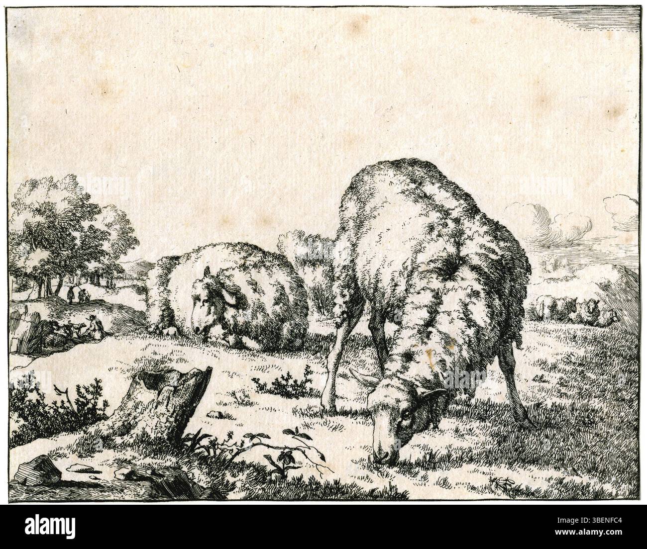 Cette œuvre du XVIIe siècle de Marcus de Bye met en scène deux moutons, l'un en pâturage et l'autre couché, offrant une scène rurale sereine. La peinture illustre l'habileté de Bye à représenter les animaux dans un style naturaliste, typique de l'art baroque néerlandais, avec un accent sur la vie pastorale et la tranquillité de la nature. Banque D'Images