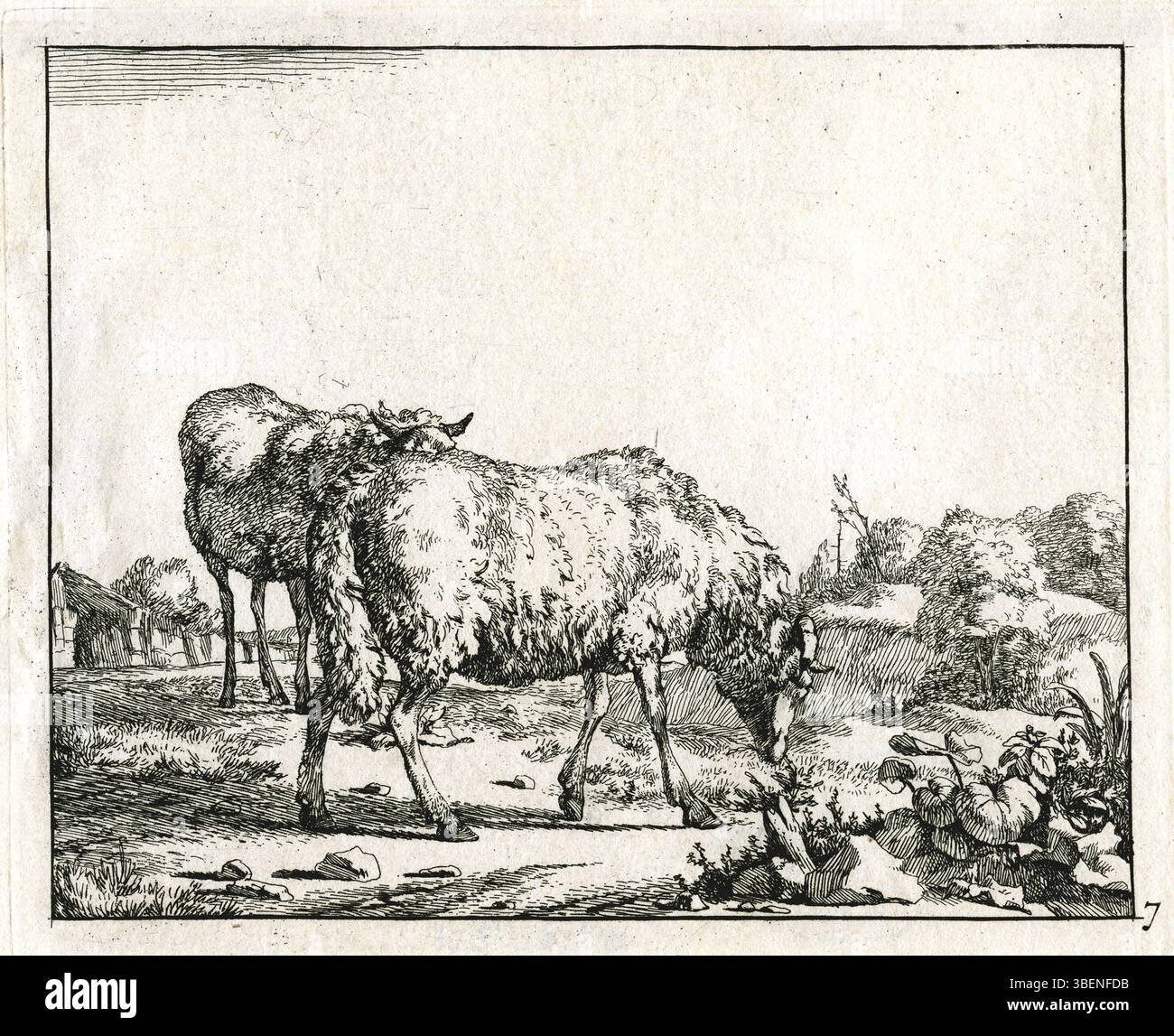 Cette œuvre de Marcus de Bye (1639–c1690) représente un mouton en pâturage aux côtés d'un mouton debout. Il fait partie de la collection PK-P-112,770. Banque D'Images