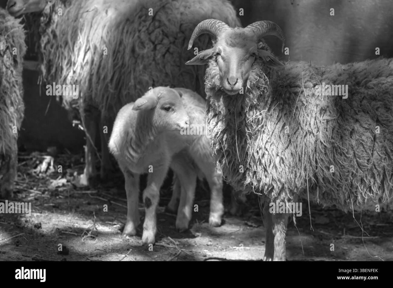 Mouton forestier (Ovis aries) avec agneau, parc de gibier, Bavière, Allemagne, Europe Banque D'Images