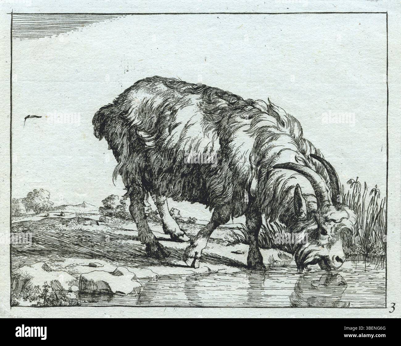 Cette œuvre de Marcus de Bye, intitulée 'Drinkende bok', représente une chèvre buvant, démontrant la maîtrise de l'artiste néerlandais dans la représentation animale du XVIIe siècle. Banque D'Images