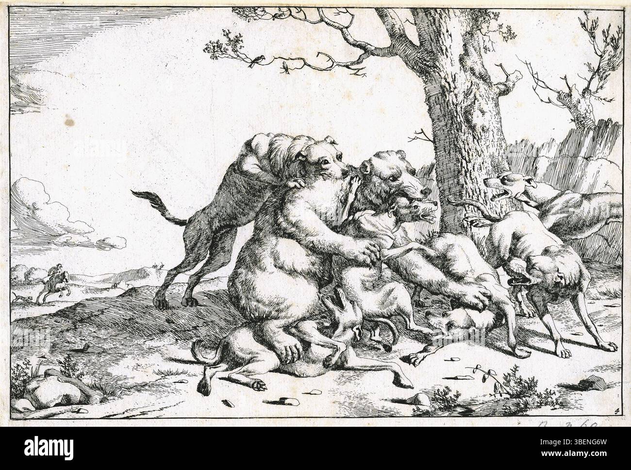 Cette œuvre, intitulée « ours attaqué par des chiens », créée par Marcus de Bye, représente une scène dramatique d'un ours attaqué par des chiens. La gravure présente le style distinctif de l'artiste et est associée au XVIIe siècle. Banque D'Images