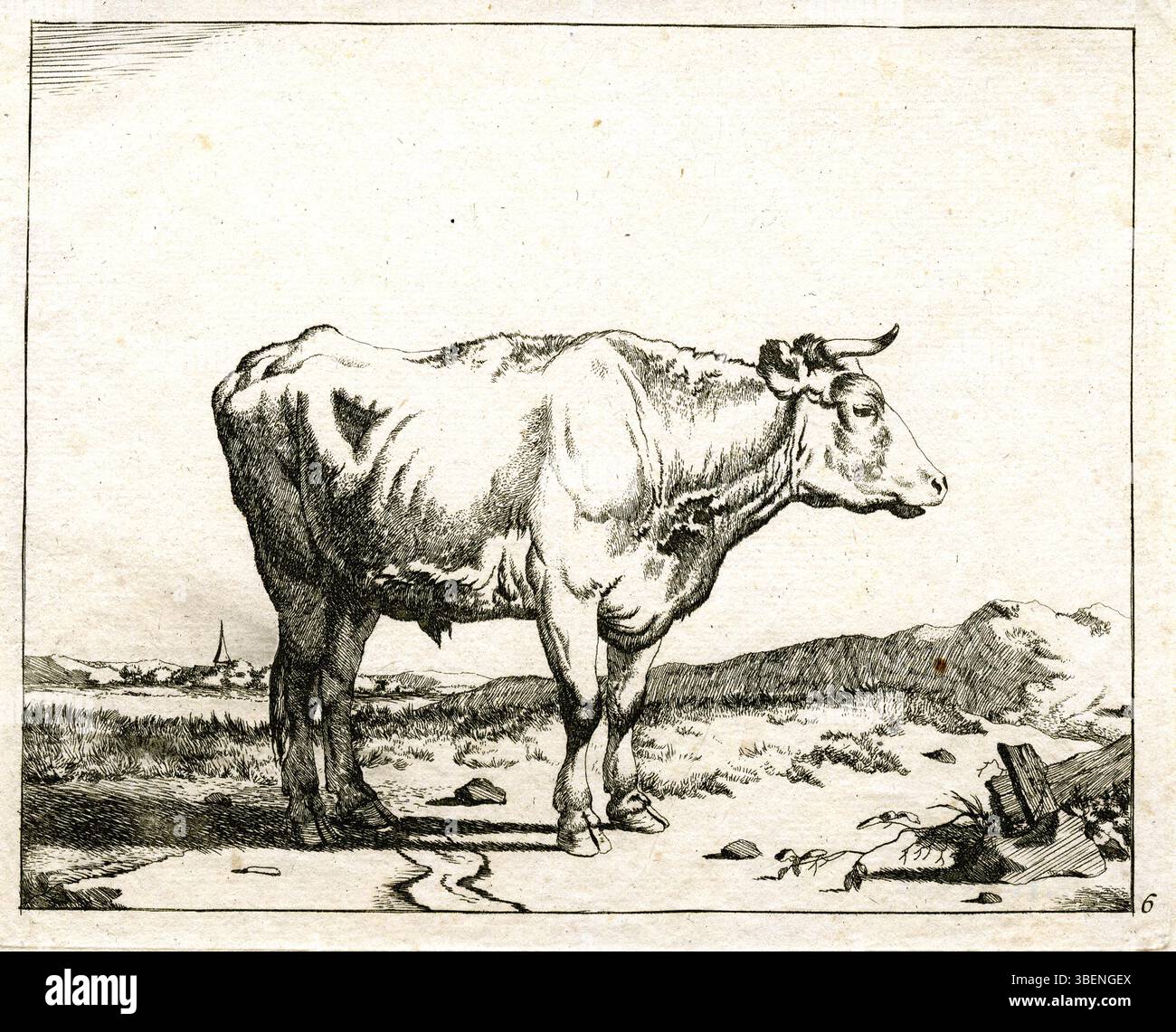 Cette gravure du XVIIe siècle de Marcus de Bye représente un bœuf debout dans des détails complexes. L'œuvre met l'accent sur la représentation réaliste des animaux de ferme, mettant en valeur l'habileté de l'artiste à capturer des formes et des textures naturelles. Banque D'Images