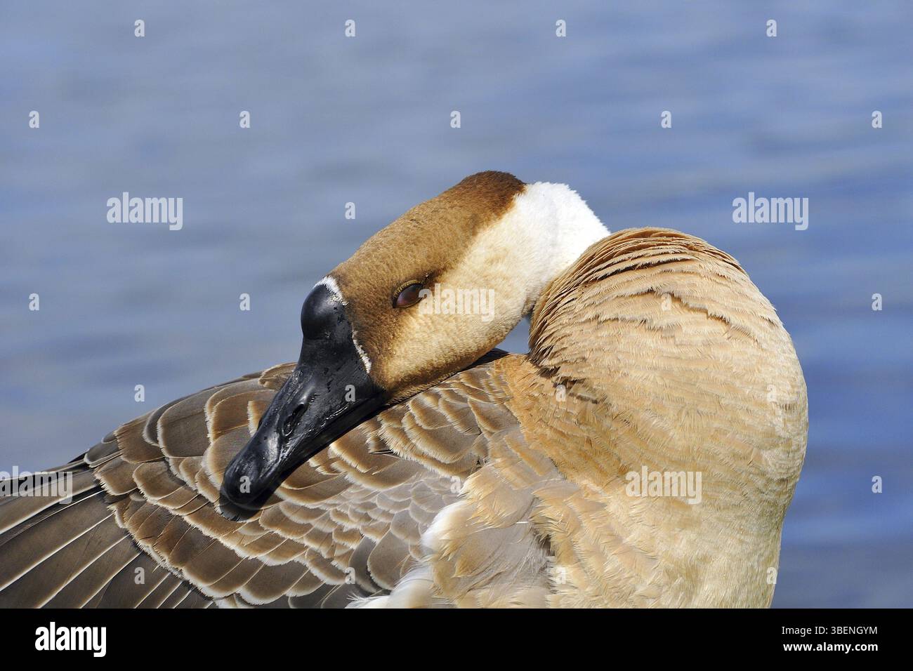 Swan goose (Anser cygnoides) Banque D'Images