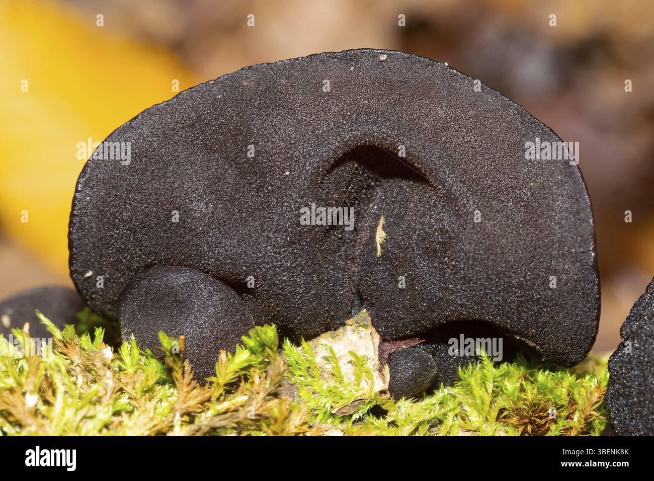 Beurre de sorcière noire (Exidia glandulosa) Banque D'Images