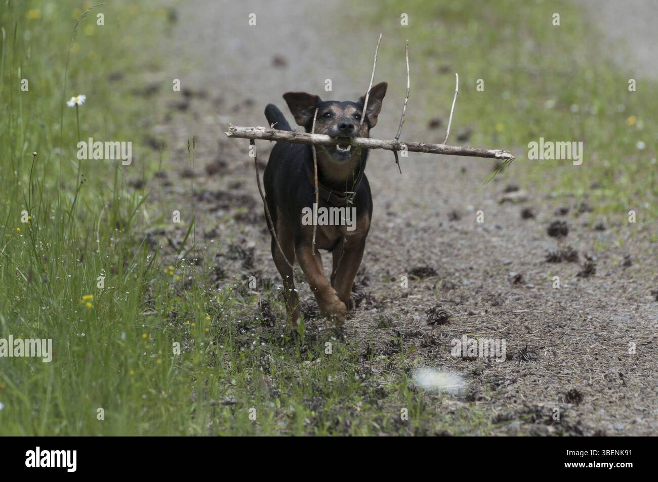 Ici je suis Banque D'Images