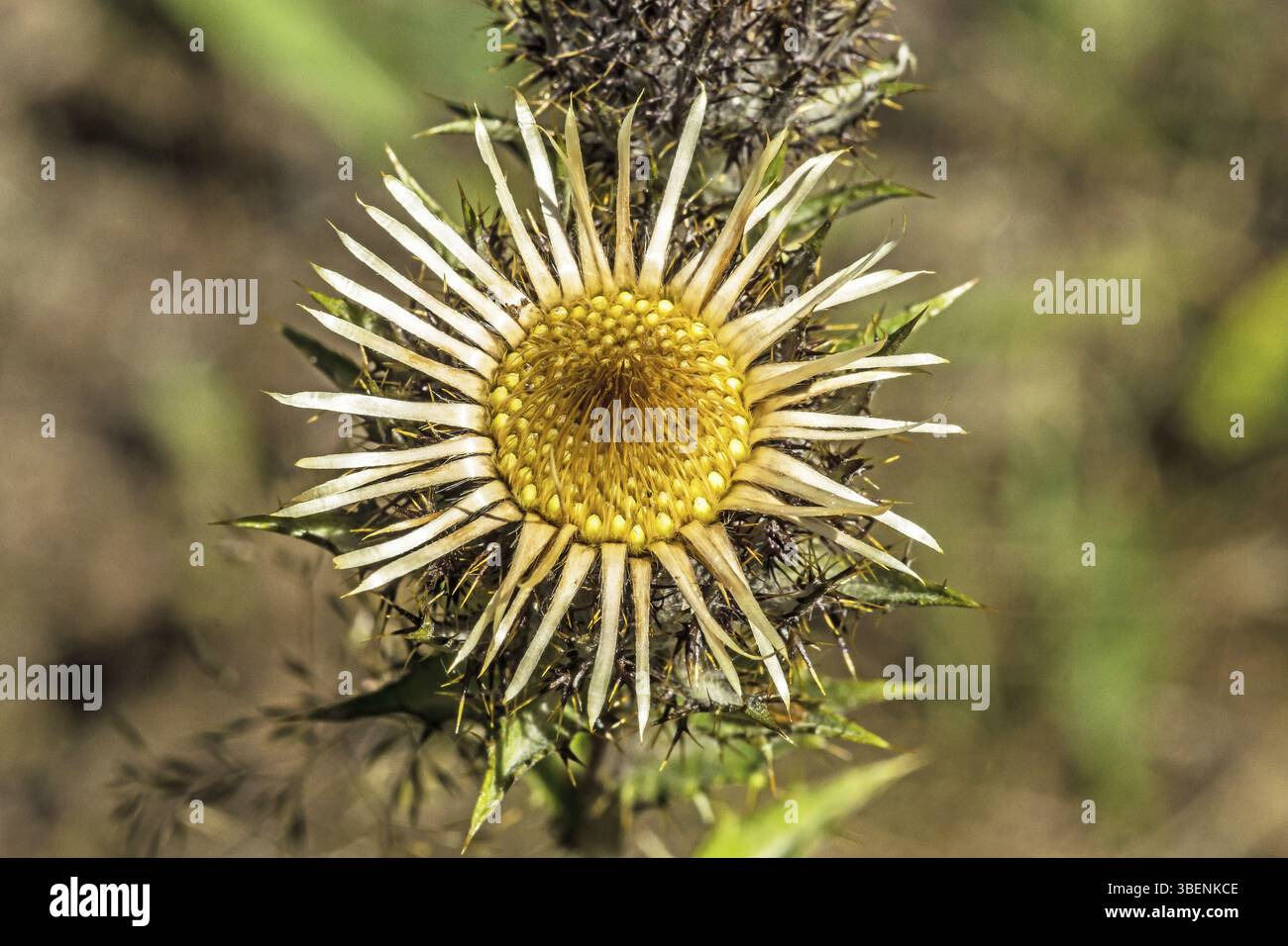 Chardon doré (Carlina vulgaris) Banque D'Images