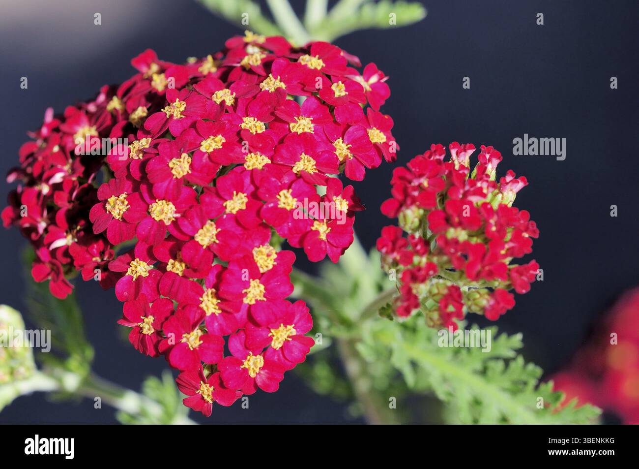 Hybride de yarrow de jardin (achillea millefolium hybride &quot, paprika&quot) Banque D'Images