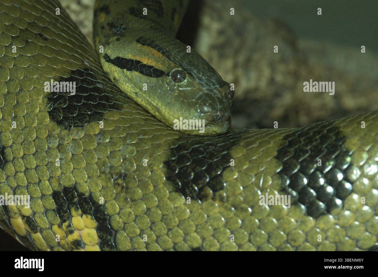 Anaconda vert (Eunestes murinus) Banque D'Images