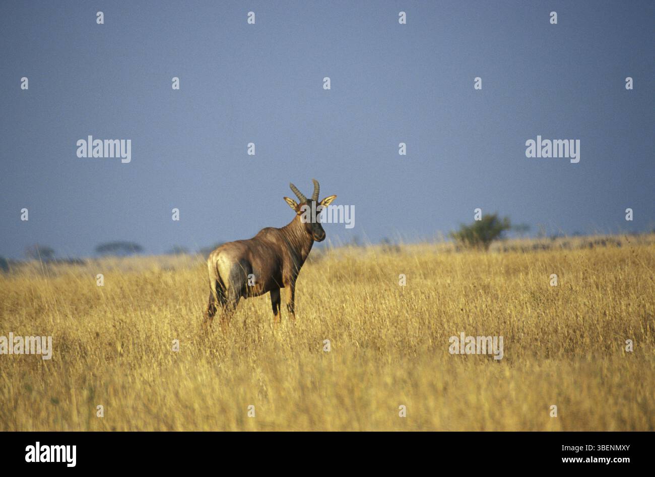 Bubale Alcelaphus buselaphus (rouge) Banque D'Images
