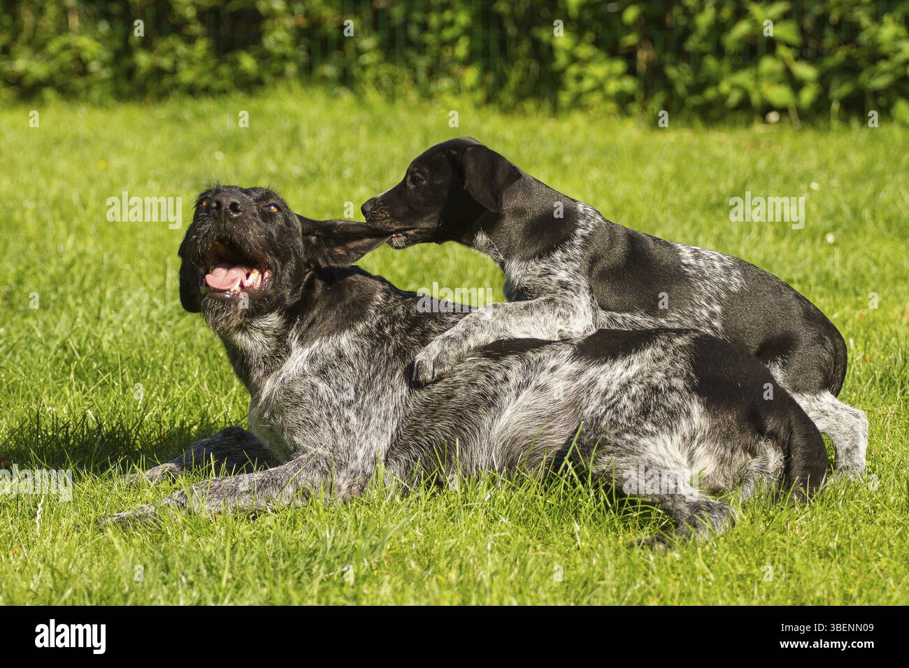 Chien de chasse, allemand Wirehair Banque D'Images