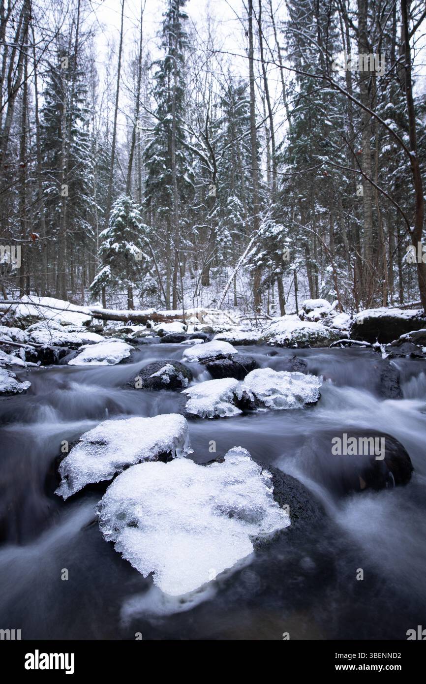 Un ruisseau forestier serpente à travers un bois enneigé, avec des rochers recouverts de blanc et d'eau coulant doucement entre eux. Banque D'Images