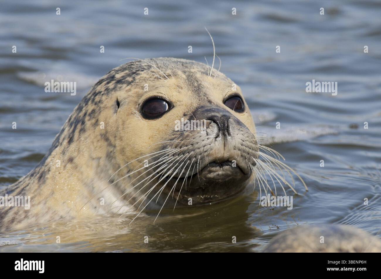 Phoque commun (Phoca vitulina) Banque D'Images