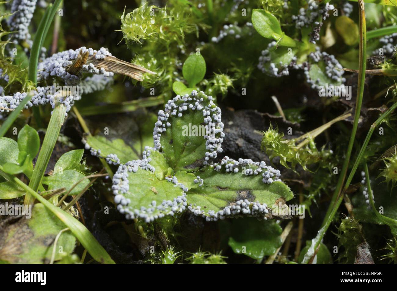 Mycose Physarum leucopus (Physarum leucopus) Banque D'Images