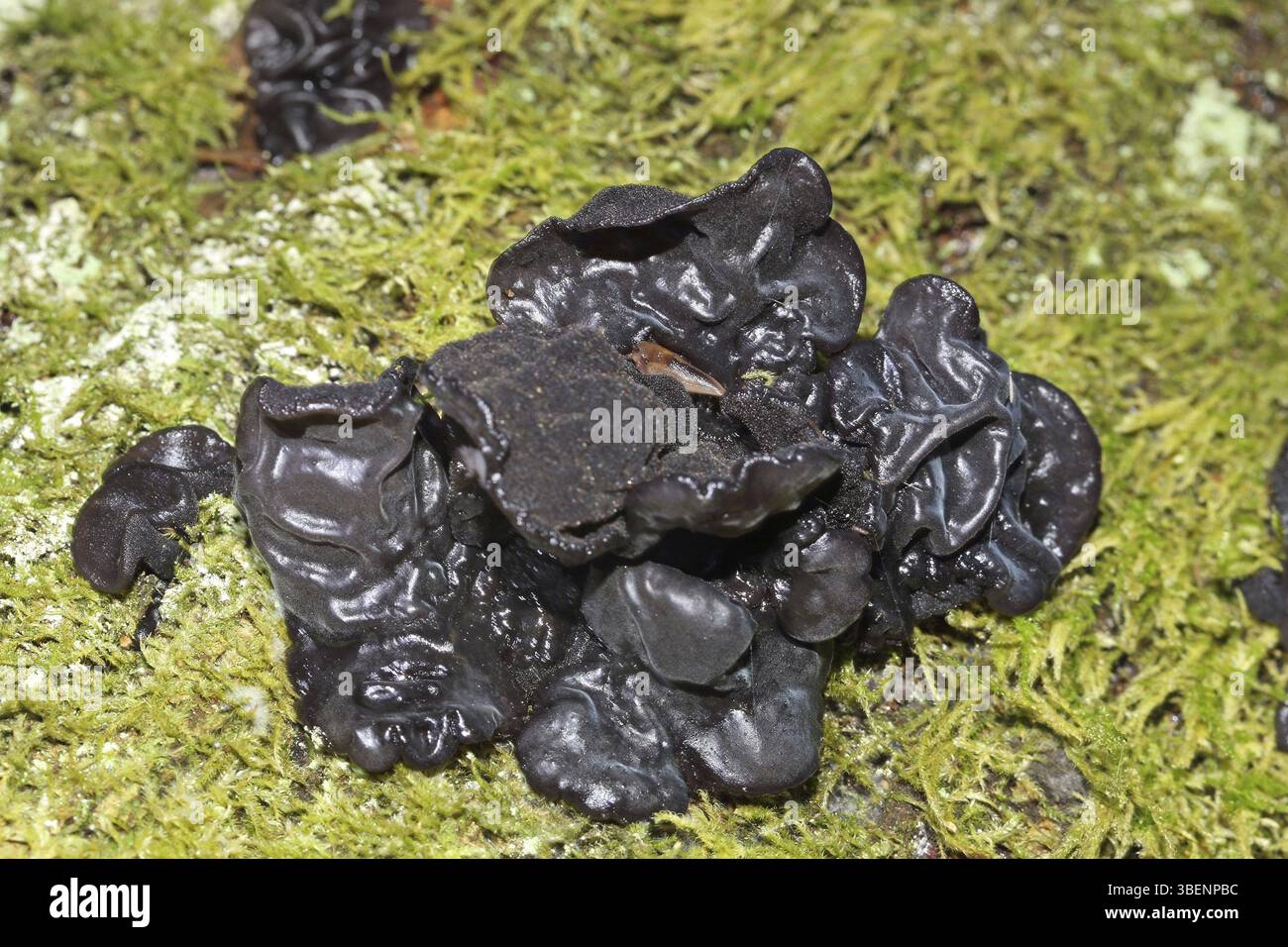 Glandelier verruqueux (Exidia nigricans) Banque D'Images