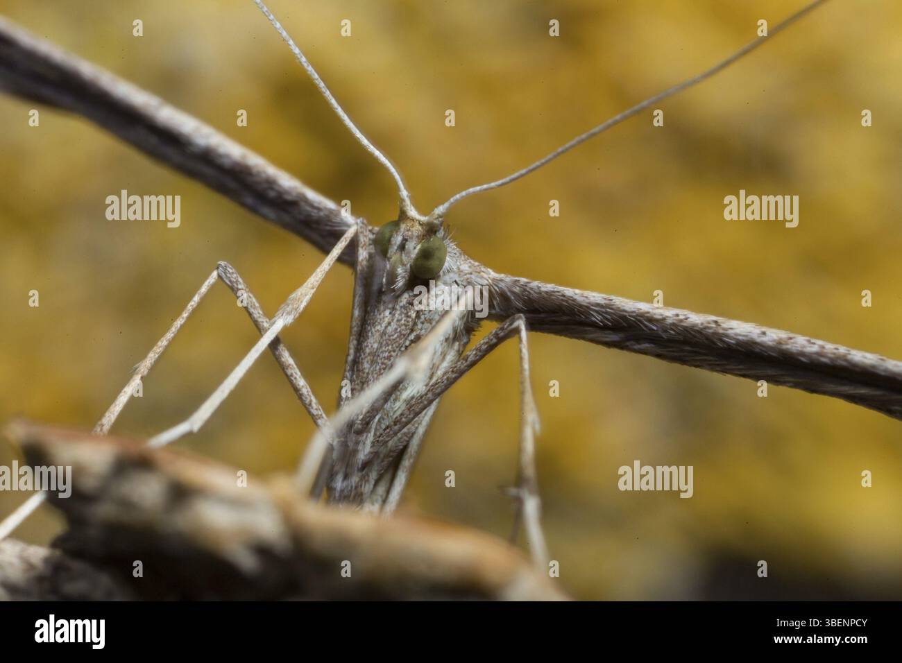 Teigne des plumes (Emmelina monodactyla) Banque D'Images
