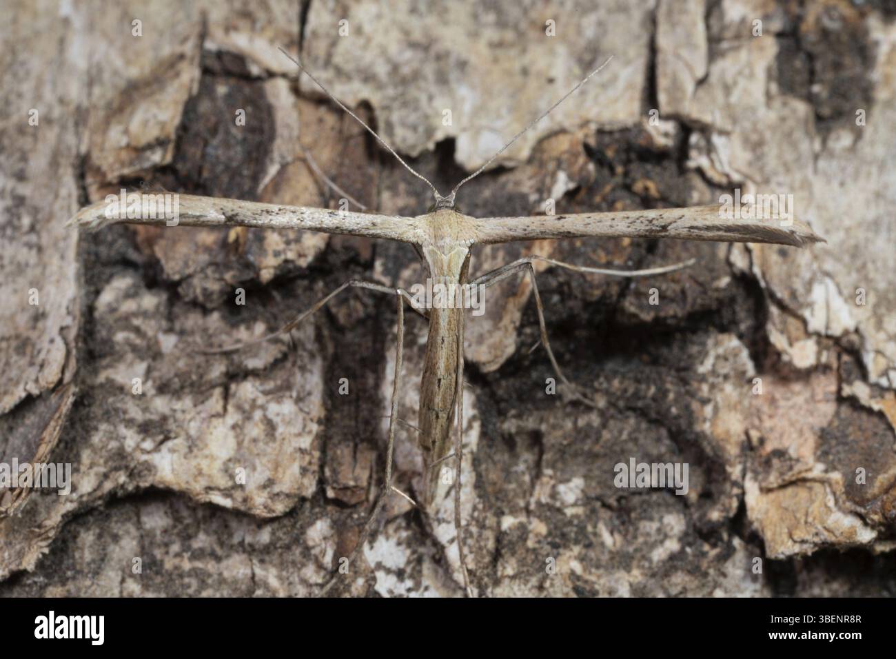 Teigne des plumes Emmelina monodactyla (Emmelina monodactyla) Banque D'Images