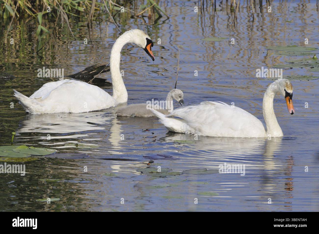 Cygne muet (cygnos olor) Banque D'Images