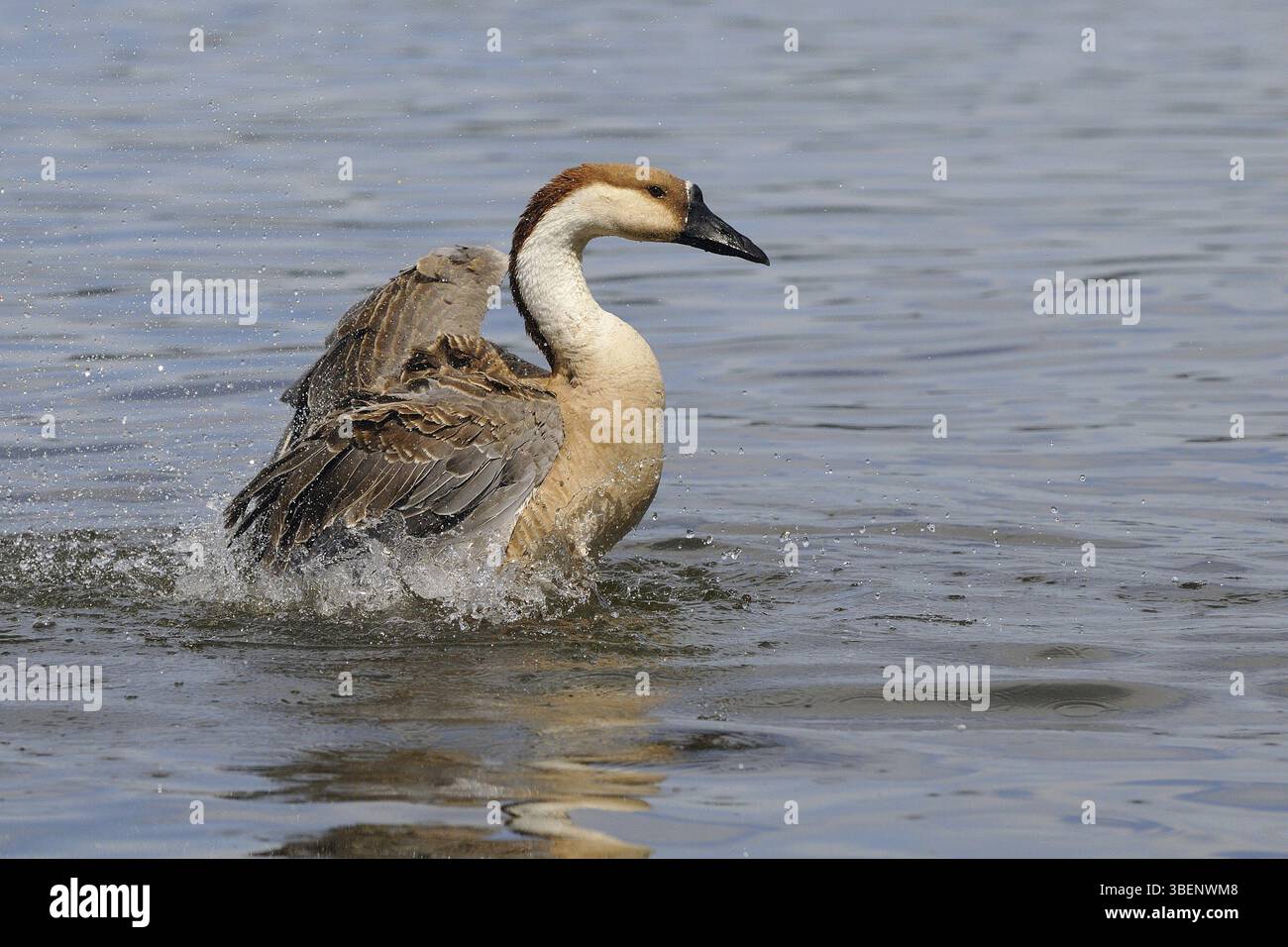 Swan goose (Anser cygnoides) Banque D'Images