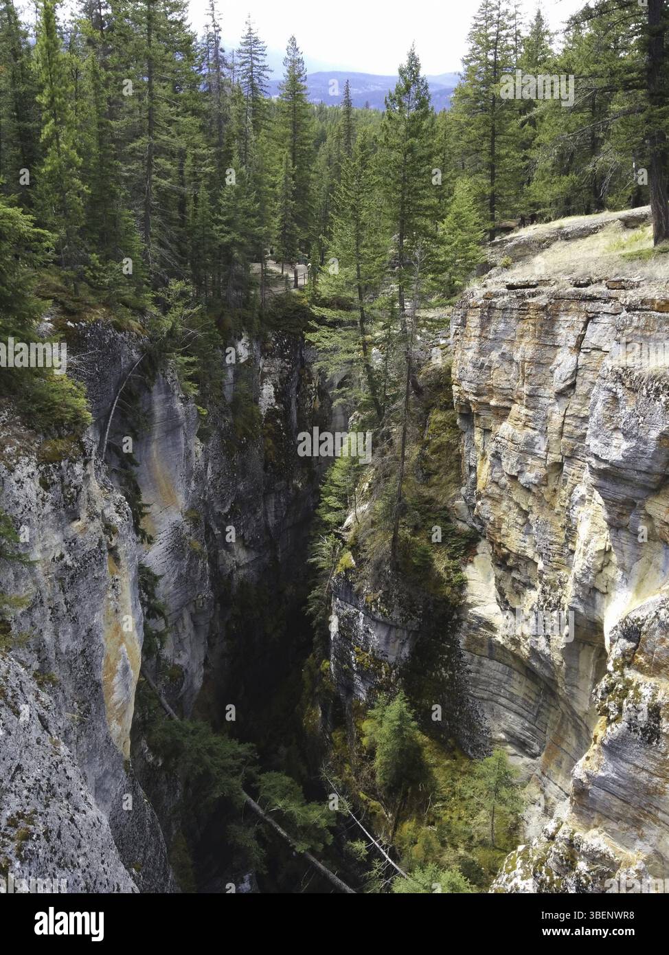 Une crevasse dans les bois Banque D'Images