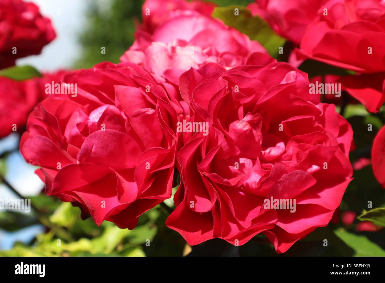 Bouquet de trois belles roses dans le jardin Banque D'Images