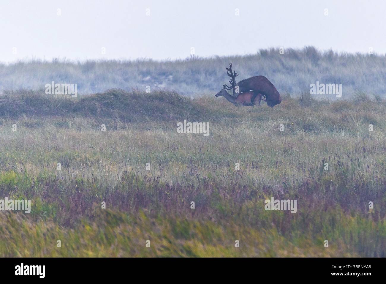 Red Deer (Cervus elaphus) Banque D'Images