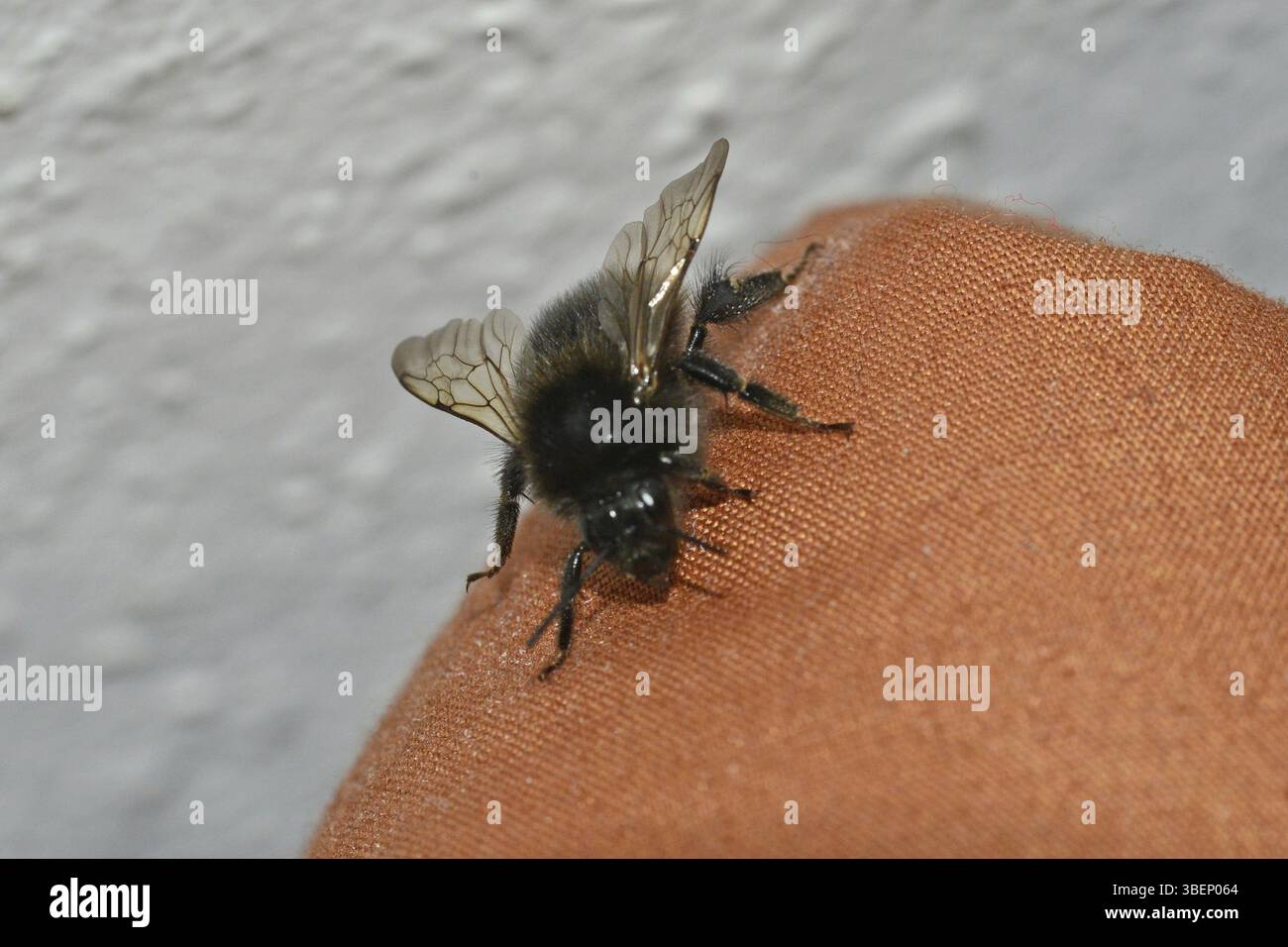 Bourdon de coucou de champ (forme noire) (Bombus campestris) Banque D'Images