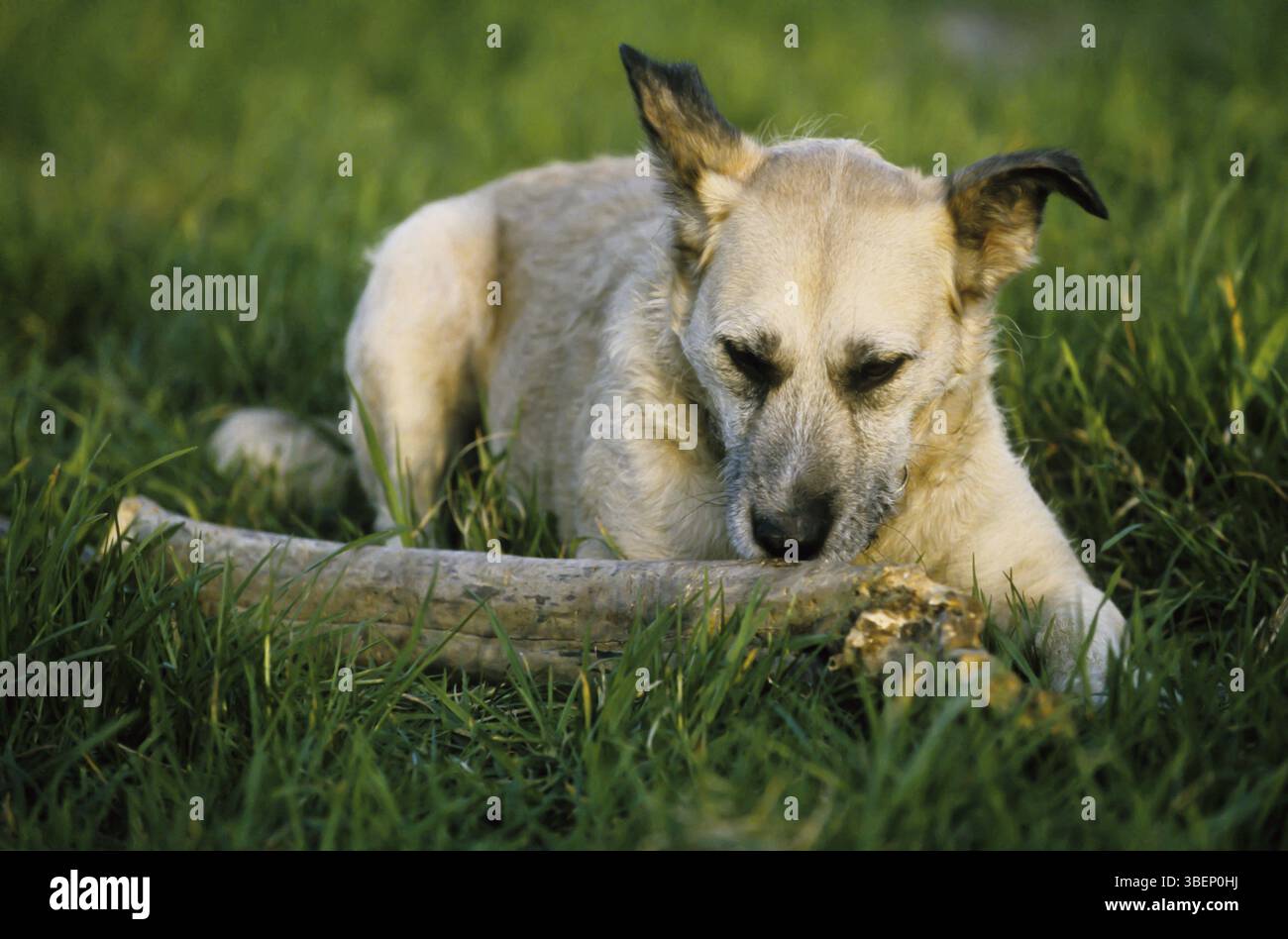 Timmy Banque D'Images