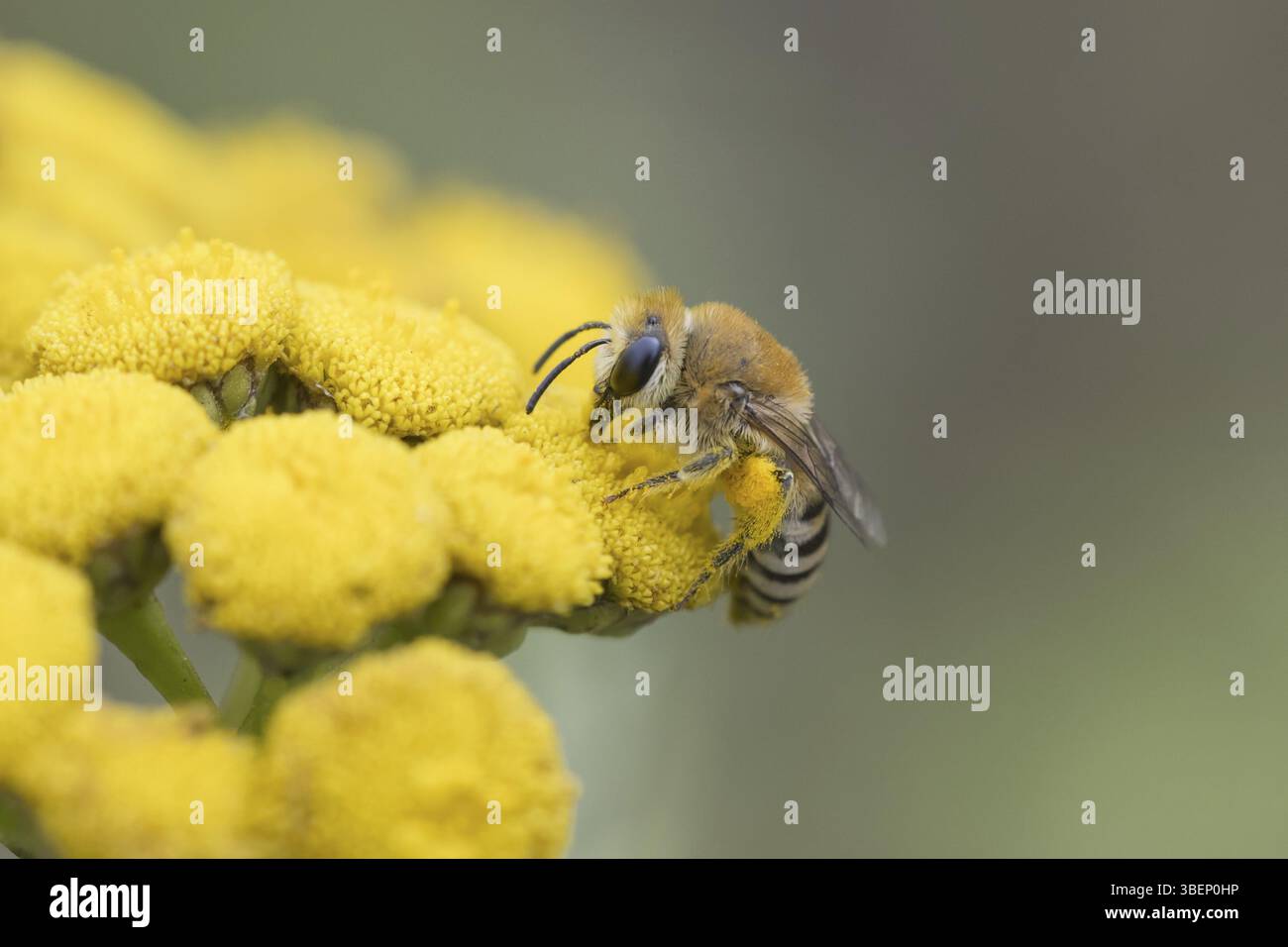 Colletes daviesanus (Colletes daviesanus) Banque D'Images