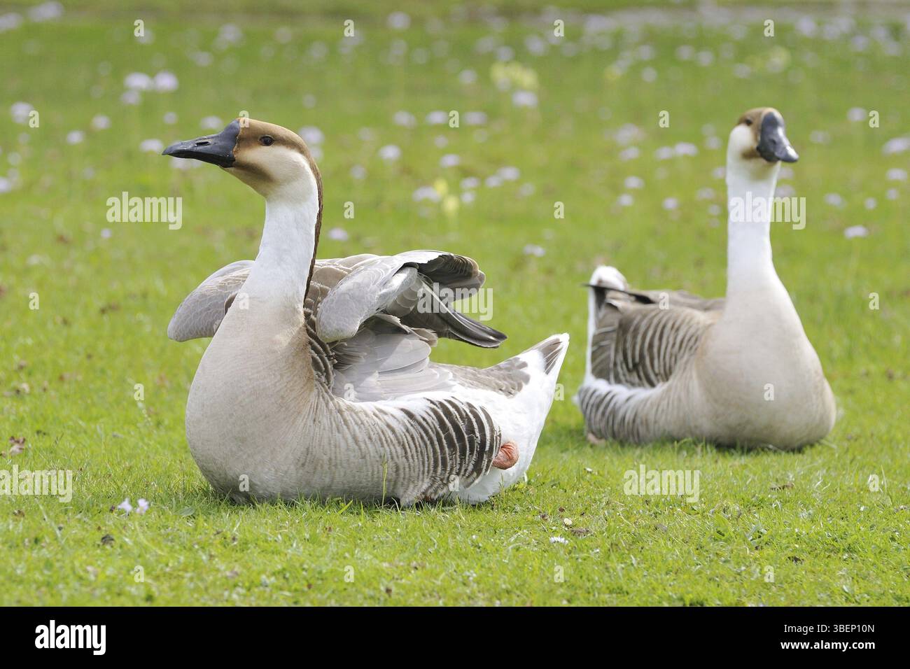 Swan goose (Anser cygnoides) Banque D'Images