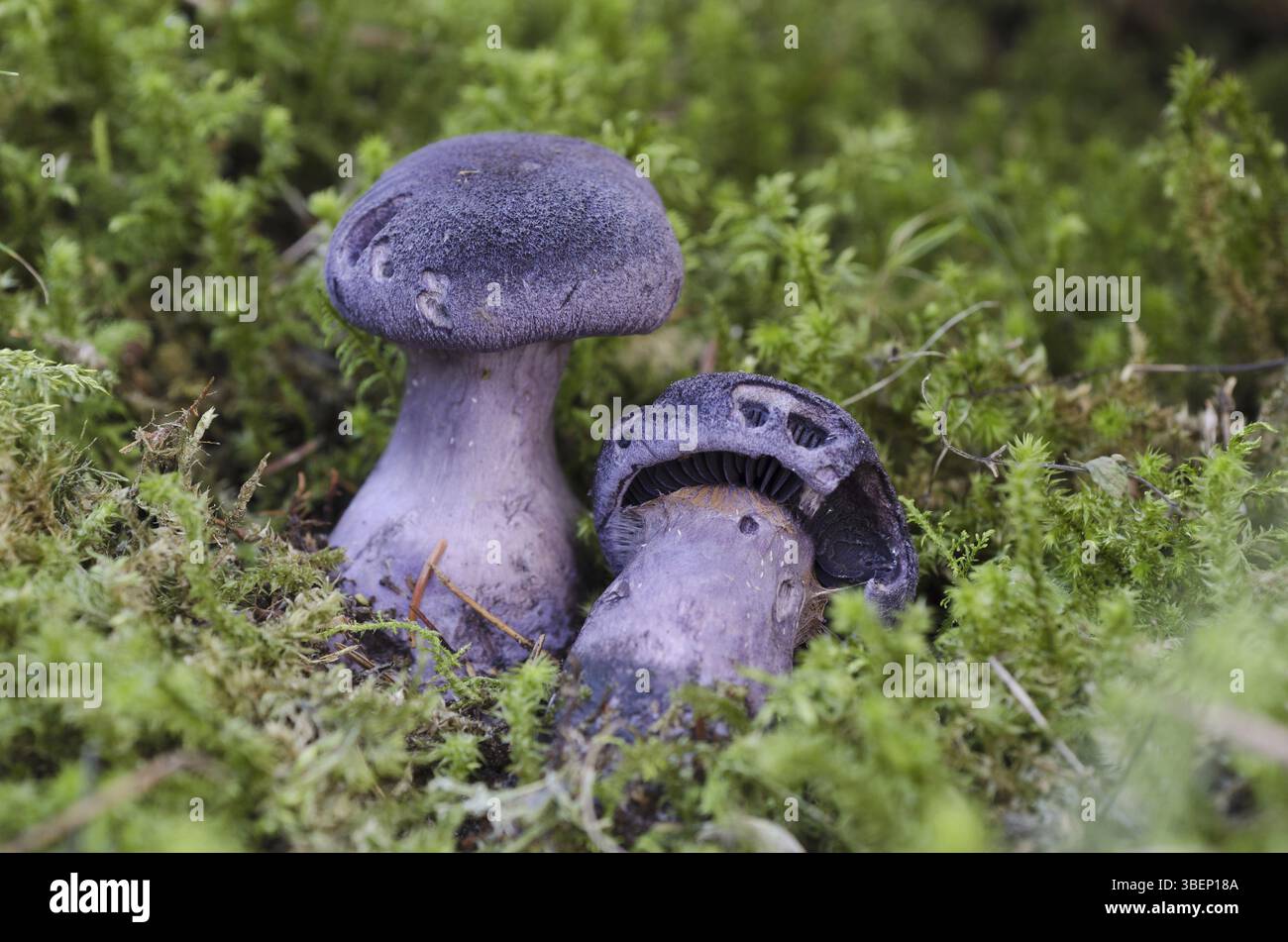 Coiffe violette (Cortinarius hercynicus) Banque D'Images