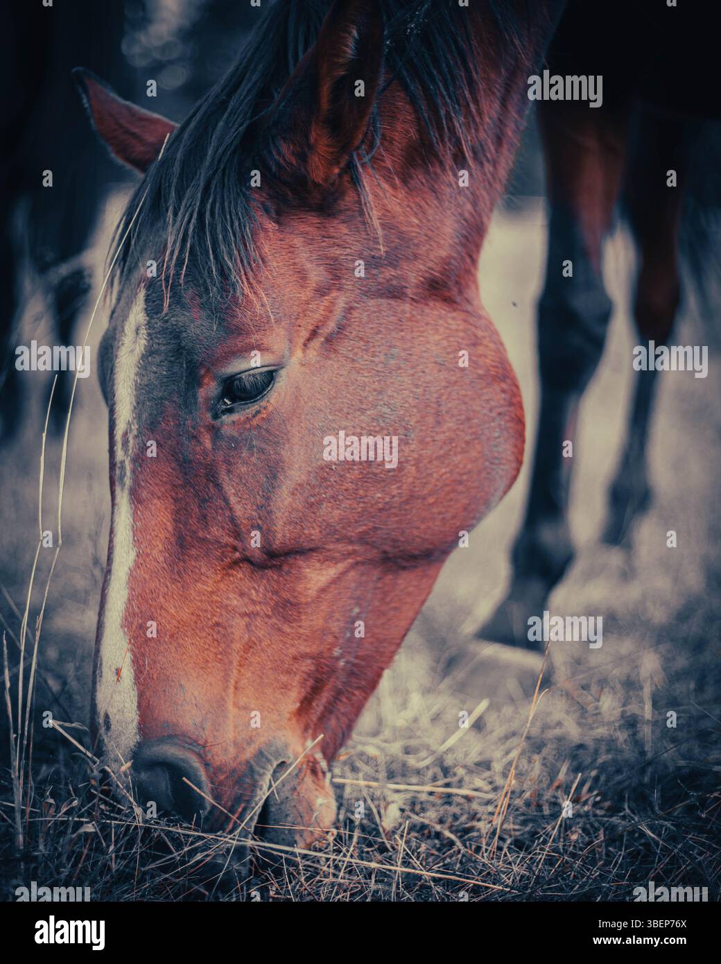 Portrait en gros plan de cheval de châtaigniers broutant avec une longue crinière dans un cadre pastoral naturel Banque D'Images
