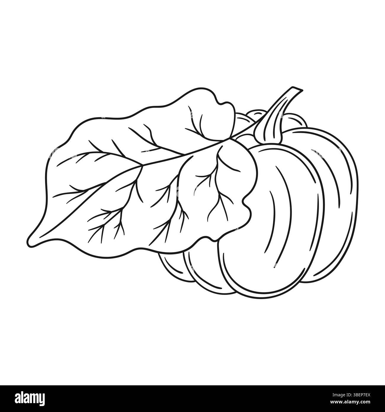 Illustration végétale mignonne dans le style de dessin à la main. Monochrome. Icône de citrouille sur fond blanc. Conception pour livres de coloriage, jeu éducatif pour enfants Illustration de Vecteur