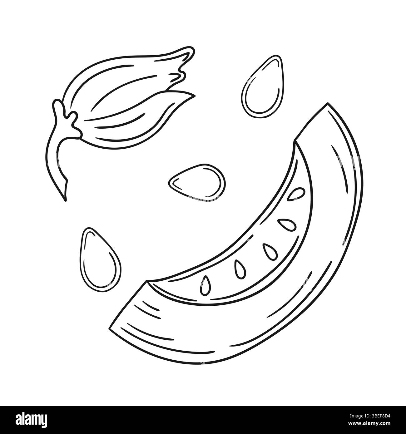 Illustration végétale mignonne dans le style de dessin à la main. Monochrome. Icône de citrouille sur fond blanc. Conception pour livres de coloriage, jeu d'enfants Illustration de Vecteur